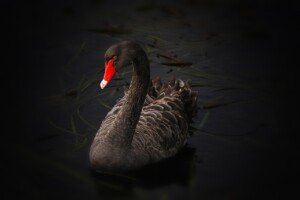 Black Swan Schwarzer Schwan